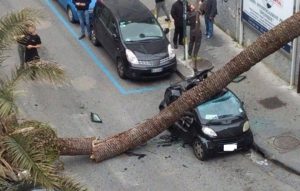 palma_caduta_vomero_via_solimena12_ildesk