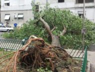 Maltempo a Napoli, pericolo alberi: domani scuole chiuse