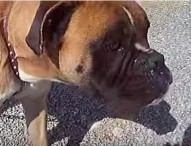 Napoli, aizza grossi cani contro uomo e lo rapina: vittima ferita, arrestata 32enne