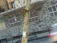 Vomero, albero rischia di cadere in mezzo al traffico: strada chiusa per abbatterlo