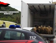 Trasportano 21 agnelli vivi in una cella frigorifera, denunciati 2 commercianti di Somma Vesuviana