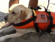 Palinuro, cane-bagnino salva turista che affogava