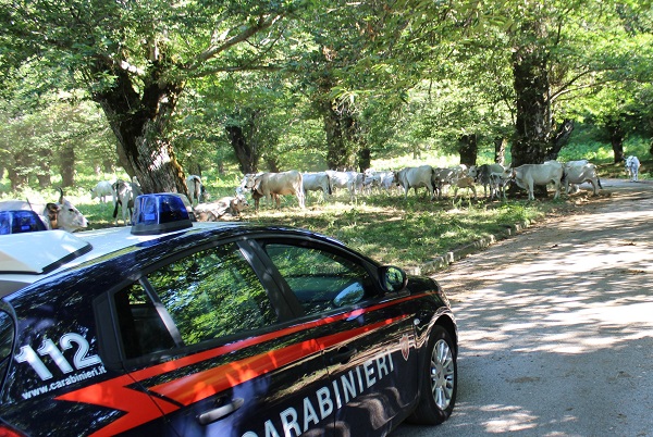 Montella, condannato a 1 anno per detenzione di munizioni: arrestato allevatore