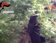 Somma Vesuviana, piantagione di cannabis in un fondo agricolo: arrestato proprietario