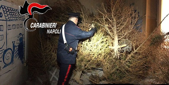Napoli, 63 alberi di Natale nascosti per il “Cippo di Sant’Antonio”: anche quello rubato in Galleria