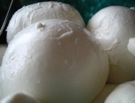 Mozzarella, Consorzio Dop lancia scuola di formazione