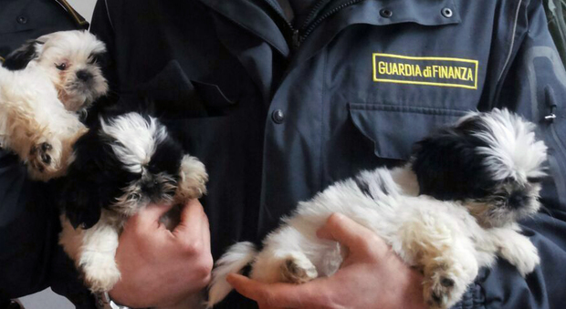 Napoli Nord, evasione fiscale: sequestro da 9 milioni a 3 società che commerciano cuccioli