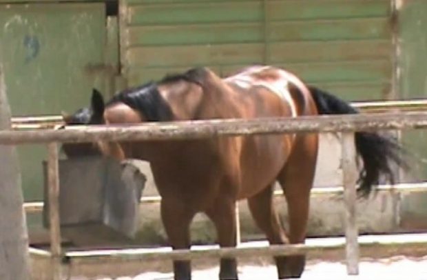 Camorra, sequestro da 10 mln a clan Orlando e Nuvoletta: anche 18 cavalli da corsa