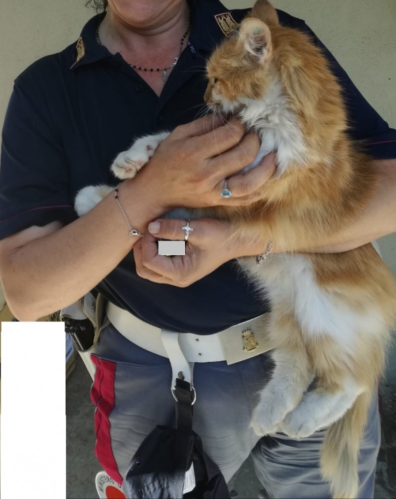 Napoli, Fuorigrotta: Saluti da Elsa, la gattina poliziotta