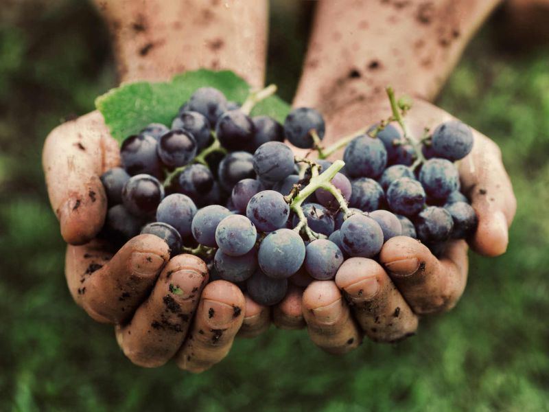 Salerno: Vendemmia, per la Coldiretti è un’annata di qualità