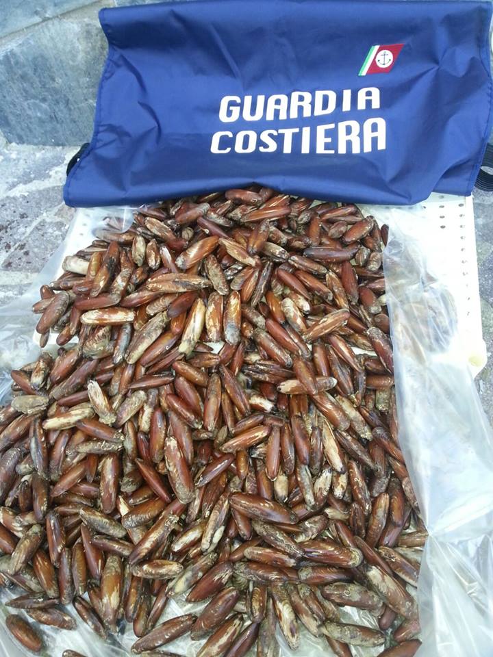 Castellammare di Stabia, blitz contro pescatori di datteri di mare