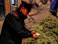 Napoli, è tradizione: rubato e ritrovato l’albero in Galleria. E le ronde dei Verdi?