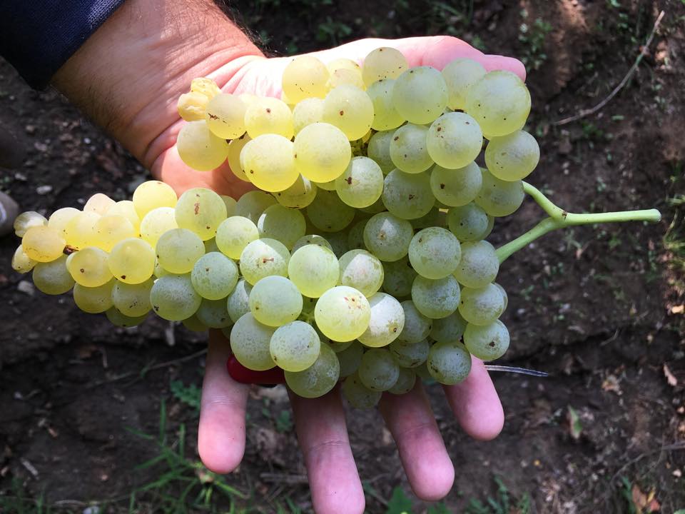 Il Sud riparte da ‘Sannio Falanghina’