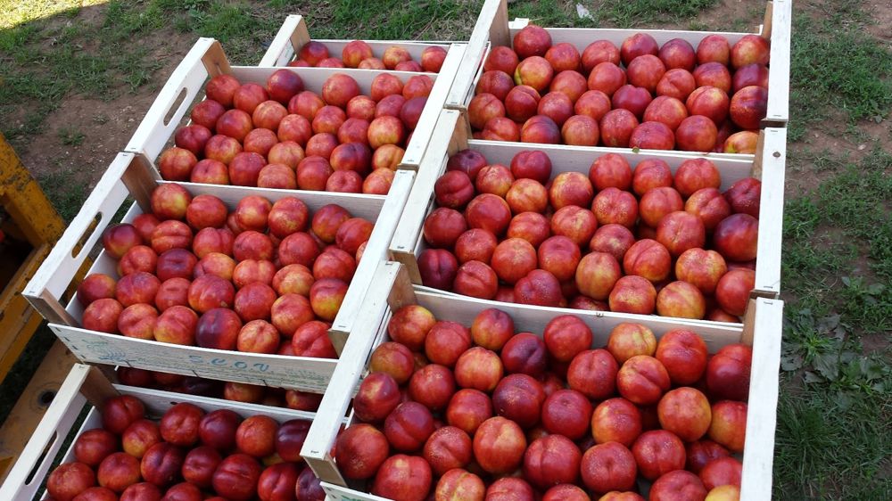 Salerno: Battaglia per difendere in Made in Italy, frutta in regalo in attesa della fiaccola