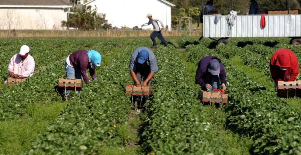 3 consumatori su 4 acquisterebbero alimenti senza sfruttamento del lavoro