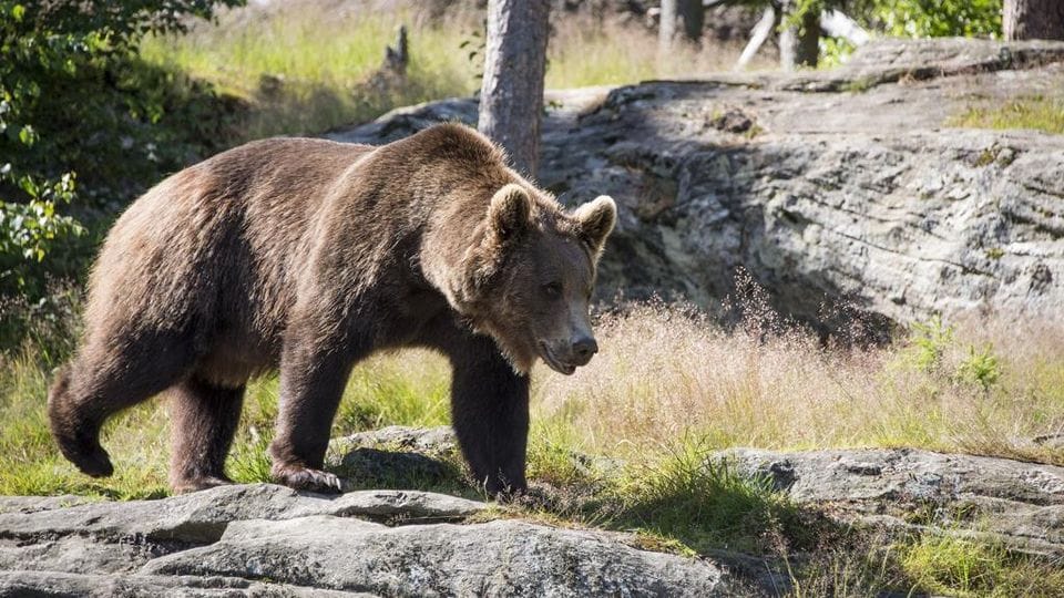 Non ammazzate l’orso Papillon!