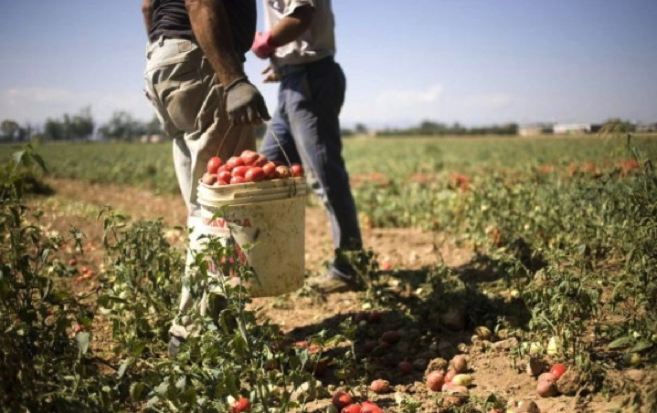 3 consumatori su 4 acquisterebbero alimenti senza sfruttamento del lavoro