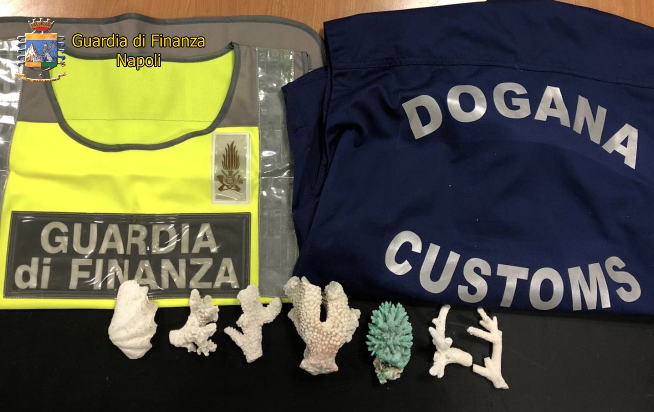 Napoli, Capodichino: sequestrati coralli e conchiglia protetti