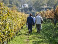 Vico Equense, studenti in vigna per raccogliere e valorizzare l’uva