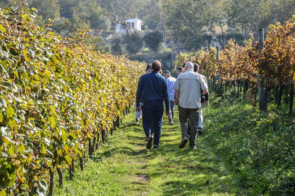 Vico Equense, studenti in vigna per raccogliere e valorizzare l’uva