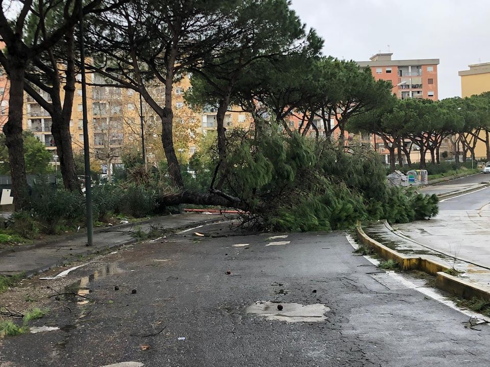 Il vento sferza, a Napoli psicosi alberi: crolli ovunque