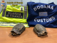 Napoli, sequestrate tartarughe specie protette