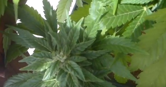 Cassazione, non è reato coltivare cannabis in casa