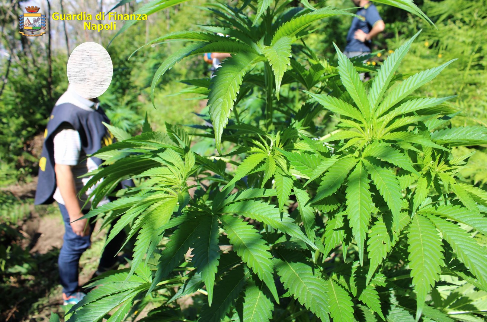 Napoli, sequestrate 102 piante di cannabis sui Monti Lattari