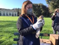 Napoli, Bosco di Capodimonte: Il falco e il gheppio sono tornati a volare