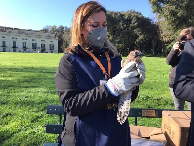 Napoli, Bosco di Capodimonte: Il falco e il gheppio sono tornati a volare