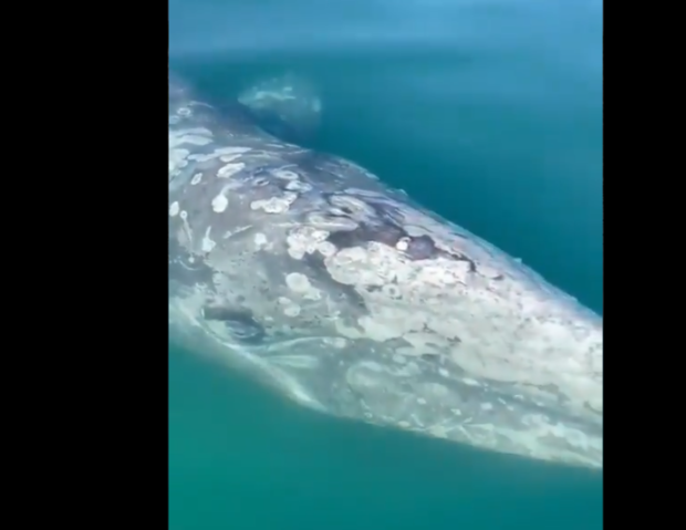 Napoli, avvistata una balena grigia al largo del porto di Baia