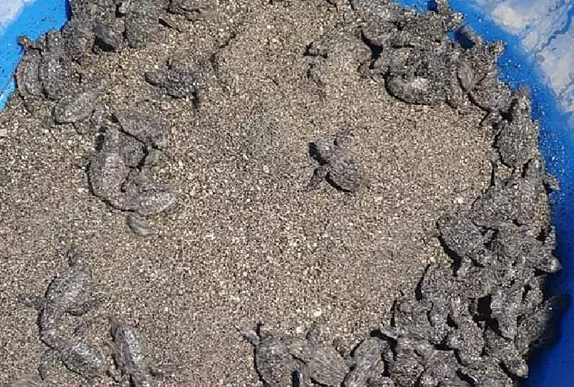 Spuntano 82 tartarughine sulla spiaggia di Maiori