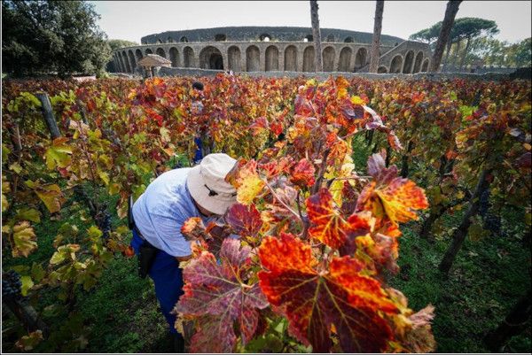 Vendemmia agli Scavi di Pompei, vigne aperte per i visitatori