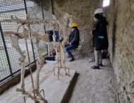 Pompei, il restauro del cavallo di Maiuri