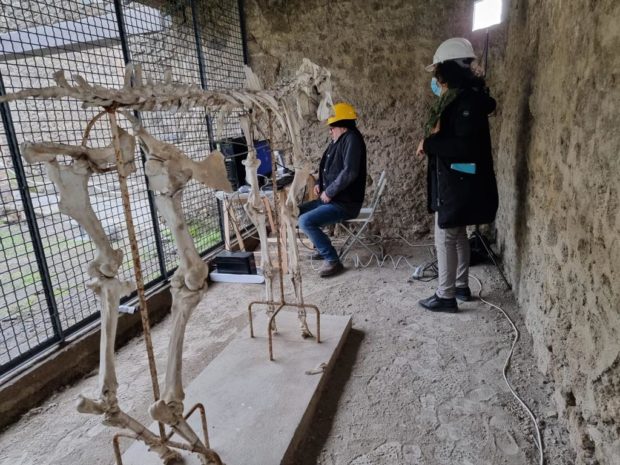 Pompei, il restauro del cavallo di Maiuri