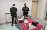 Caserta, sgominato traffico illegale di animali. Sequestrati 39 cuccioli di cane di varie razze