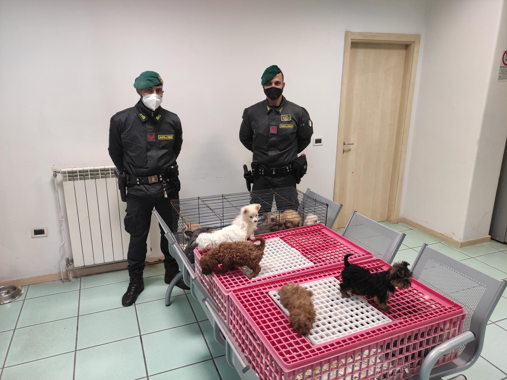Caserta, sgominato traffico illegale di animali. Sequestrati 39 cuccioli di cane di varie razze