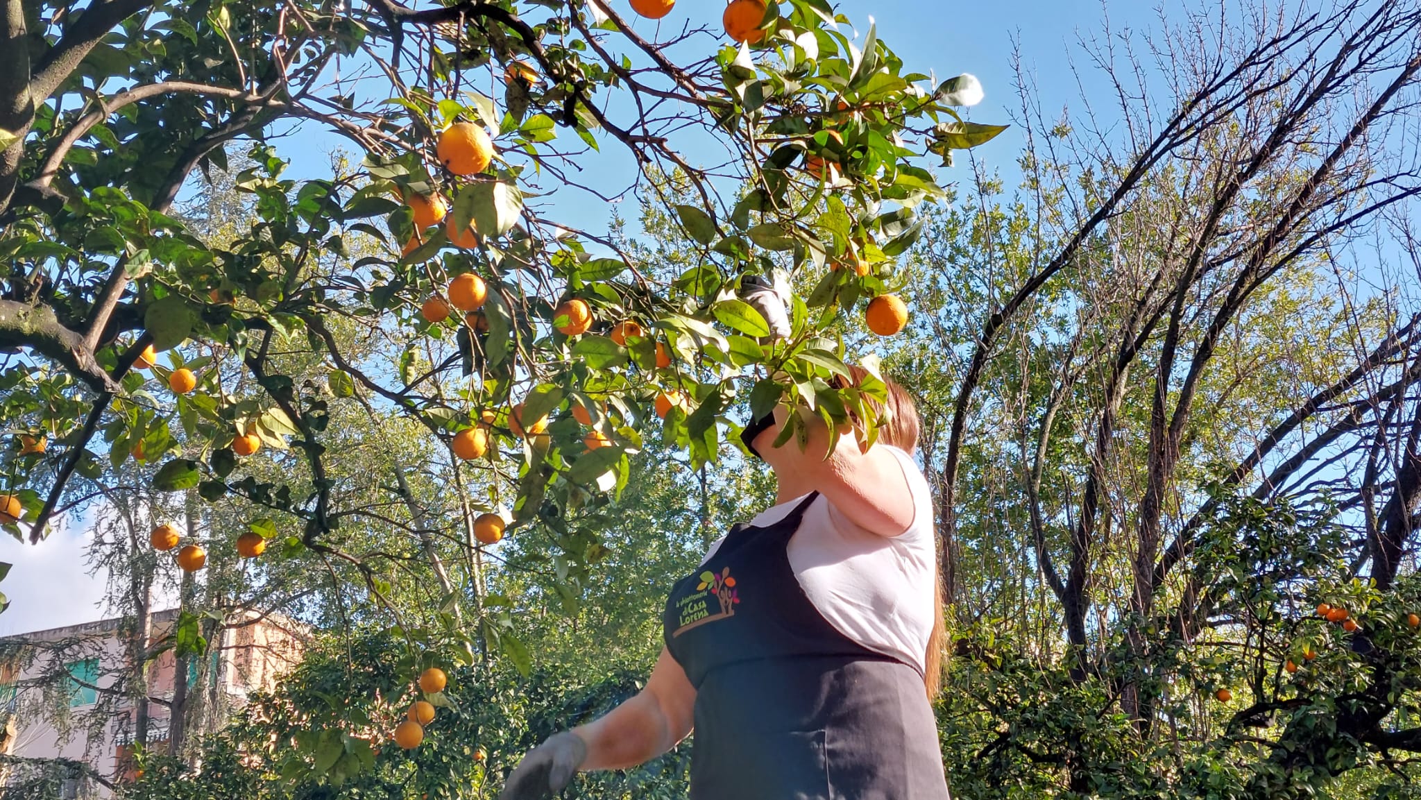 Caserta, ecco la “marmellata delle regine” prodotta dalle arance del Parco della Reggia: in campo la Coop delle donne anti-violenza