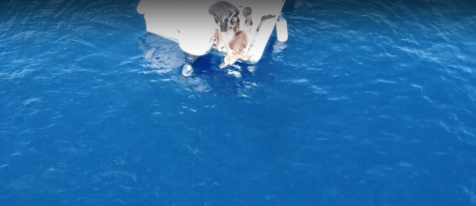 Tre tartarughe tornano a mare: liberate ad Ischia Bilenza