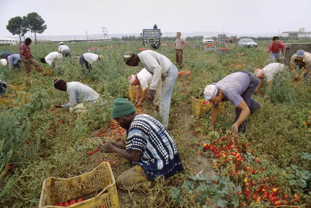 Afragola, il sindaco vieta il lavoro nei campi durante le ore più calde