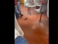 Napoli, anche i topi sui treni della Circumvesuviana(foto)