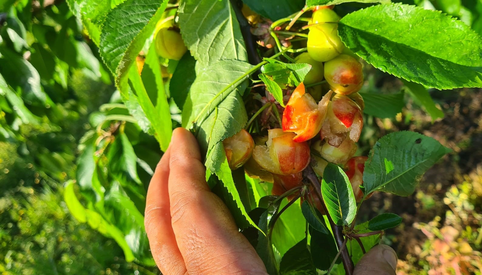 Maltempo, allarme Coldiretti Campania: distrutto 60% ciliegie. Annullata la festa di Chiaiano