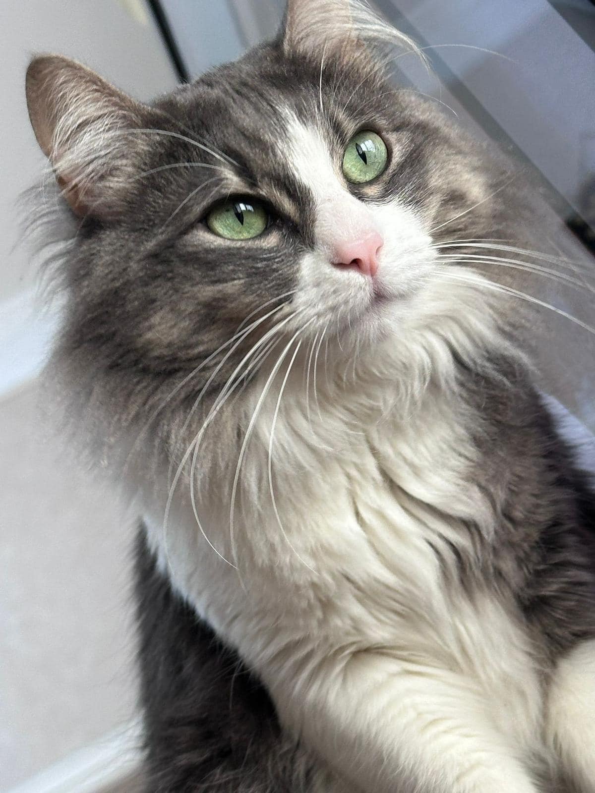 Napoli, il disperato appello di Valeria: “aiutatemi a ritrovare il mio gatto”