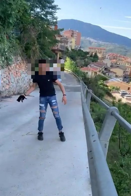 Ogliastra, getta un gattino dal ponte e pubblica le immagini: sdegno sui social