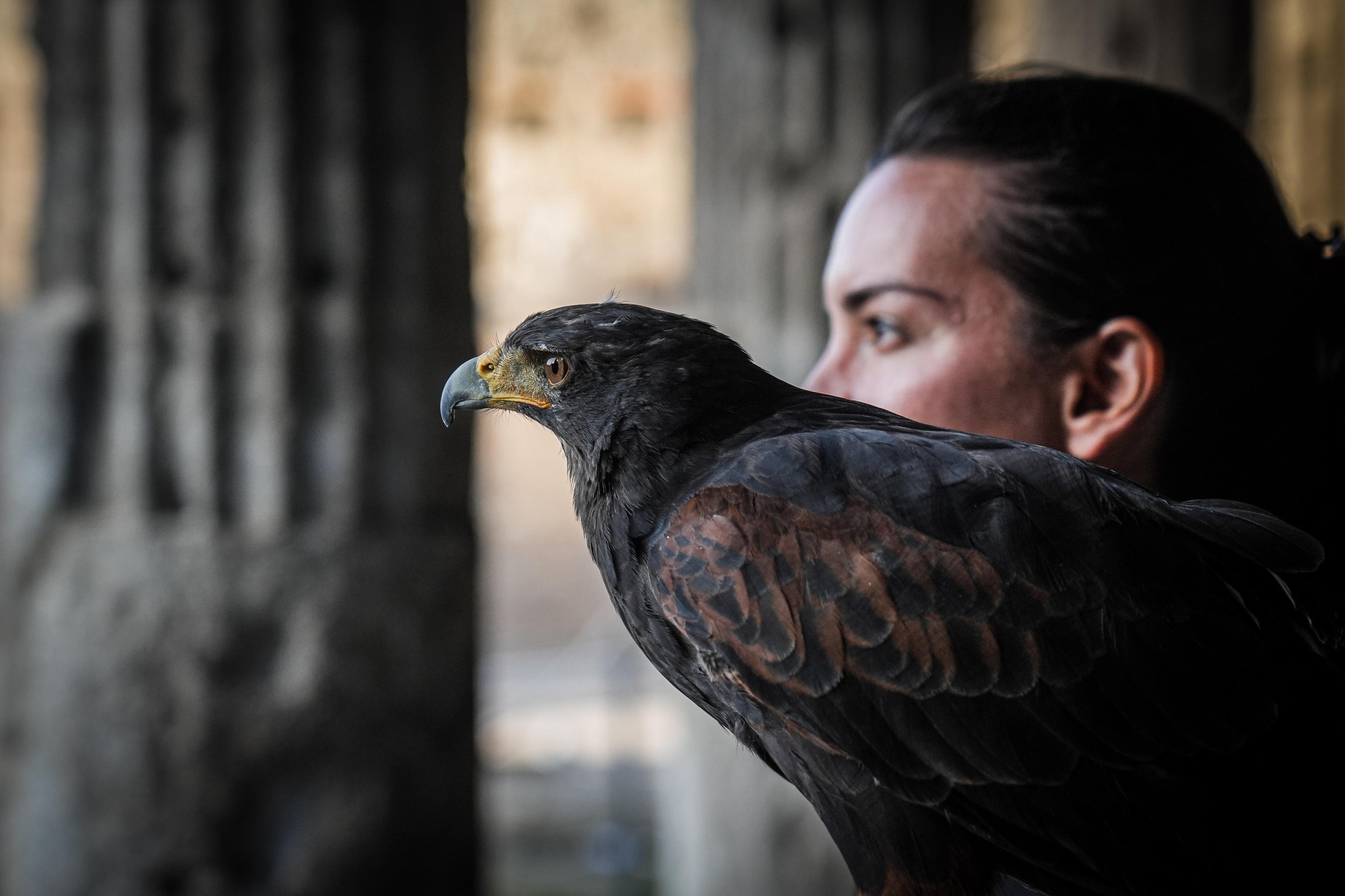 A Pompei un falco e una poiana sorvegliano gli scavi