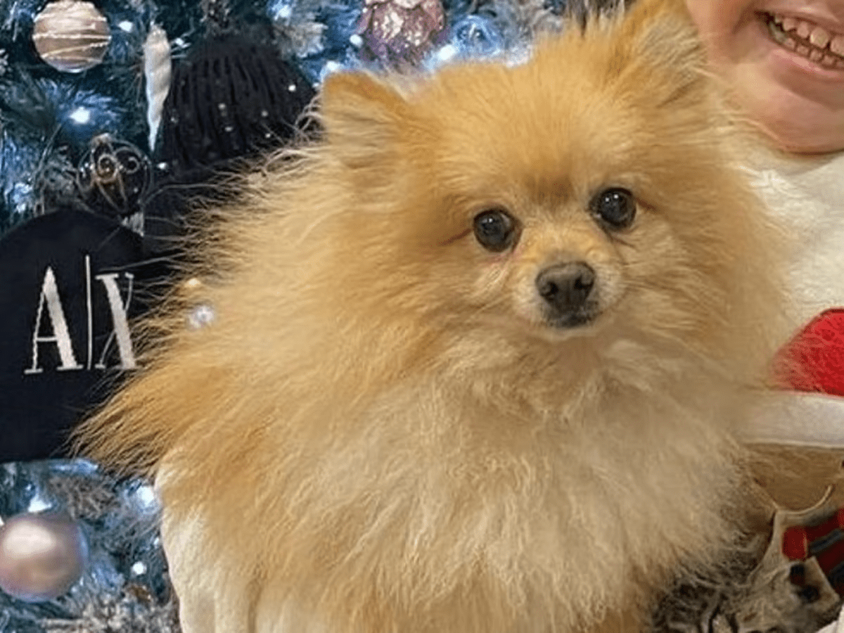 Acerra(Napoli), rubano il cane di una bimba disabile: l’appello del padre