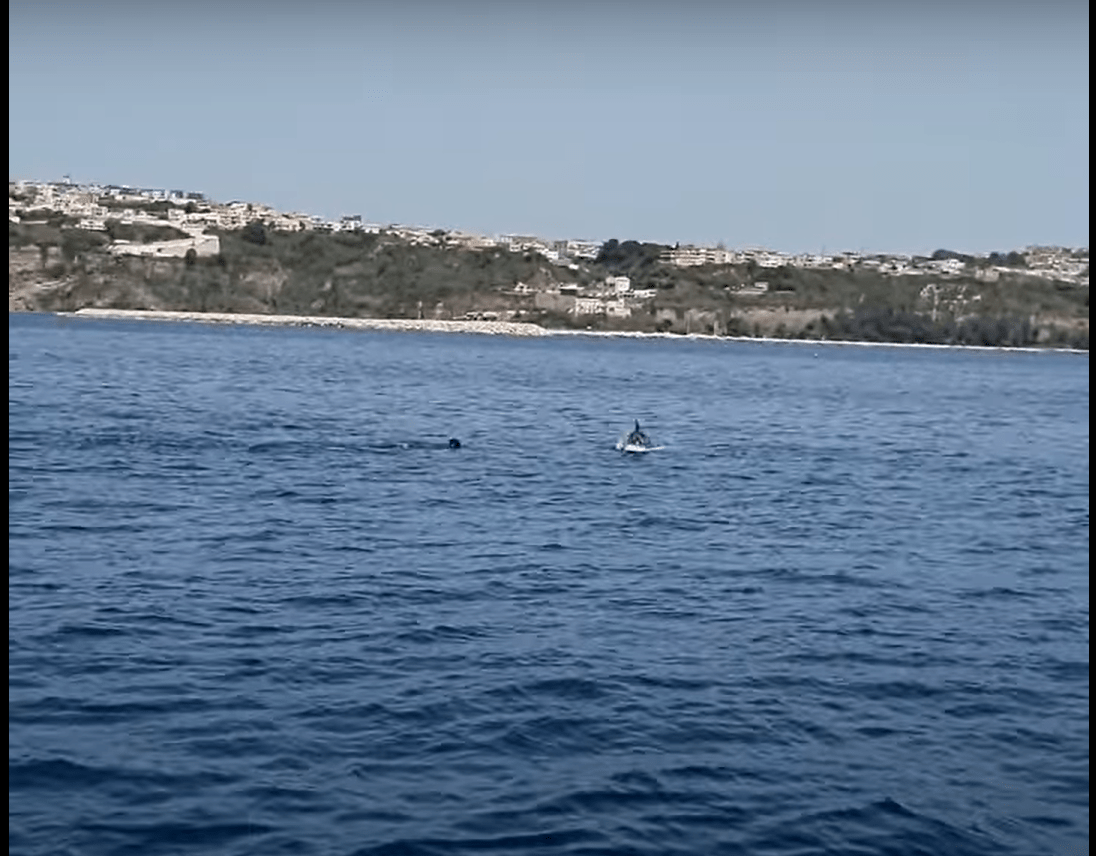Delfino in difficoltà salvato nel Canale di Procida: provvidenziale l’intervento della Guardia Costiera e di due cittadini