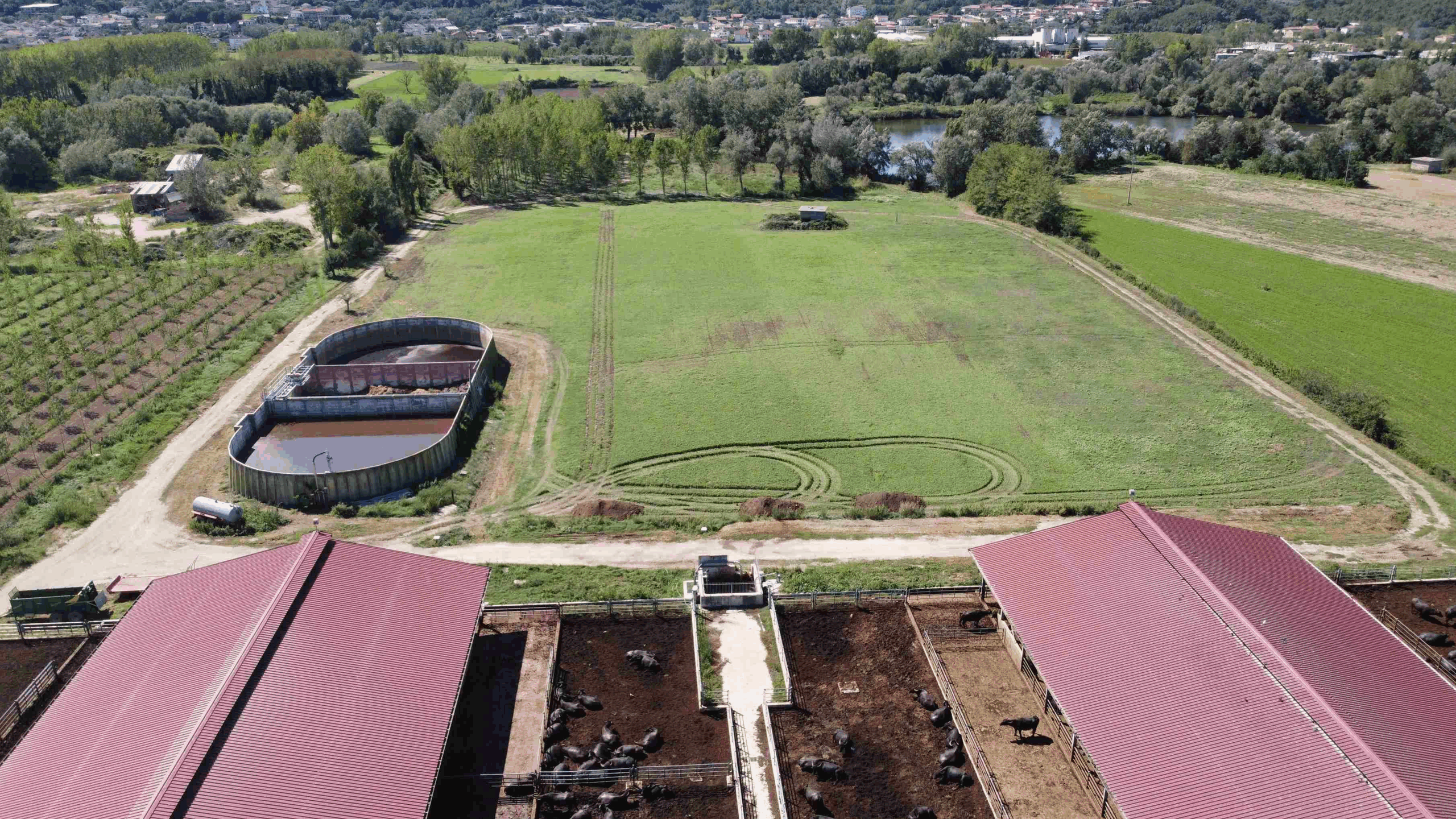 Tenuta del Lago: tra le colline di Caiazzo nasce un’oasi del gusto a filiera chiusa