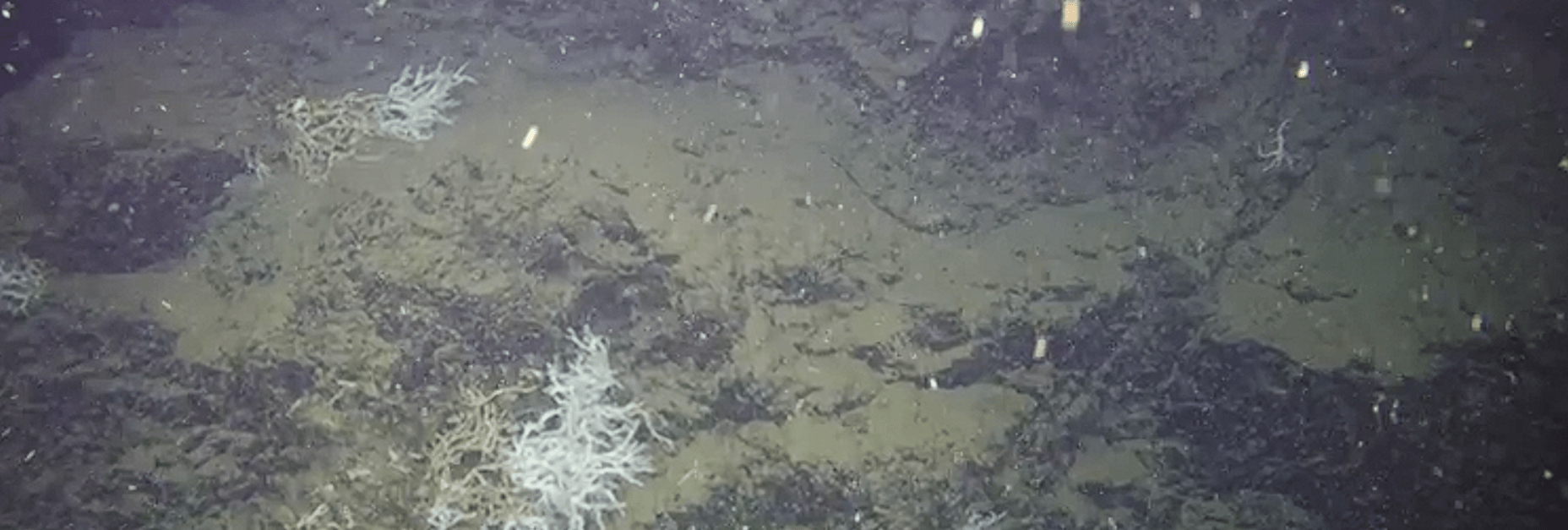 Scoperta straordinaria nel Golfo di Napoli: una barriera corallina a 500 metri