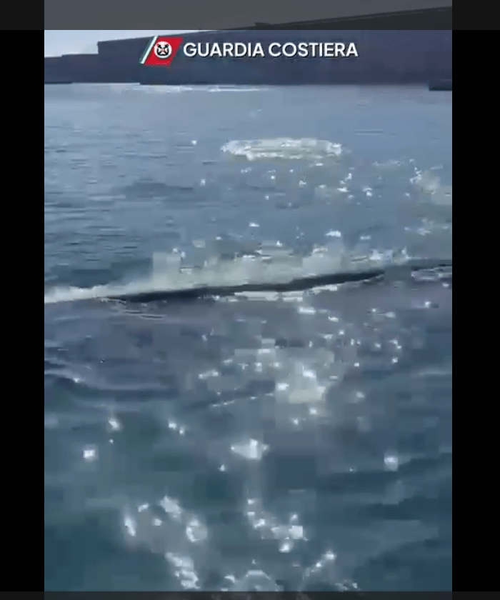 Avvistato un balenottero al Porto di Napoli: Guardia Costiera interviene per proteggere l’animale